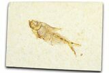 Fossil Fish (Diplomystus) - Wyoming #360741-1